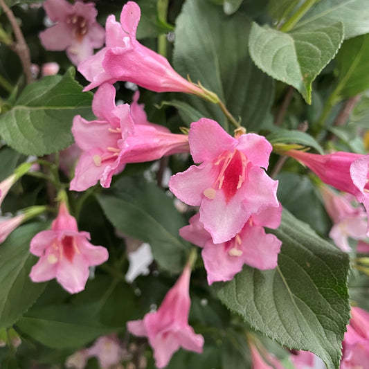 Weigela 'Sonic Bloom® Pure Pink'