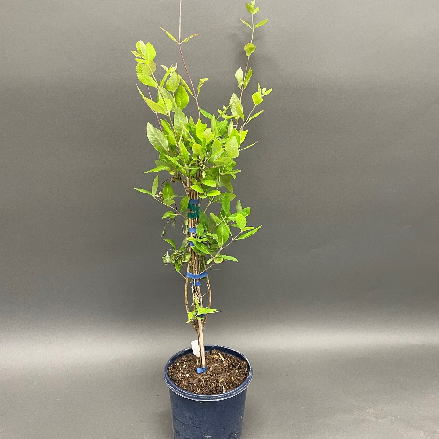 Honeysuckle 'Goldflame'