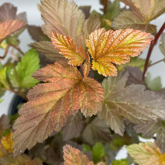 Ninebark 'Ginger Wine'