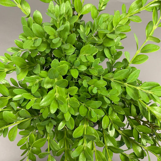 Boxwood 'Green Mountain'