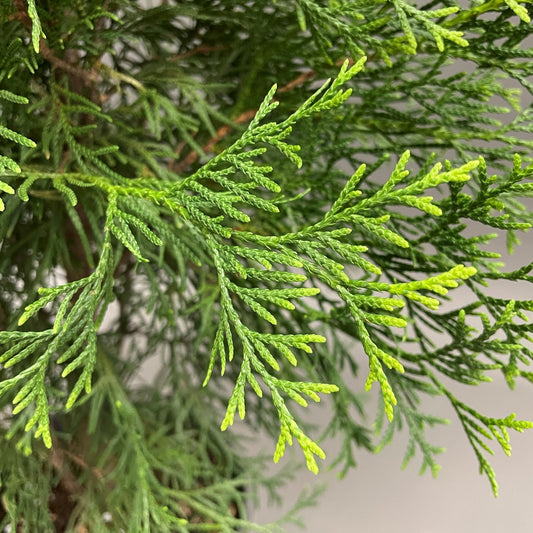 Emerald Cedar