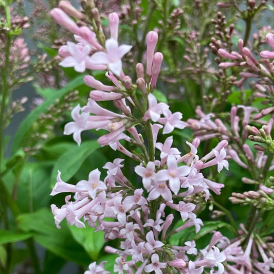 Lilac 'James Macfarlane'