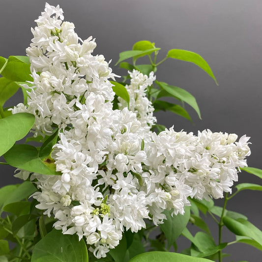 Lilac ‘Madame Lemoine’