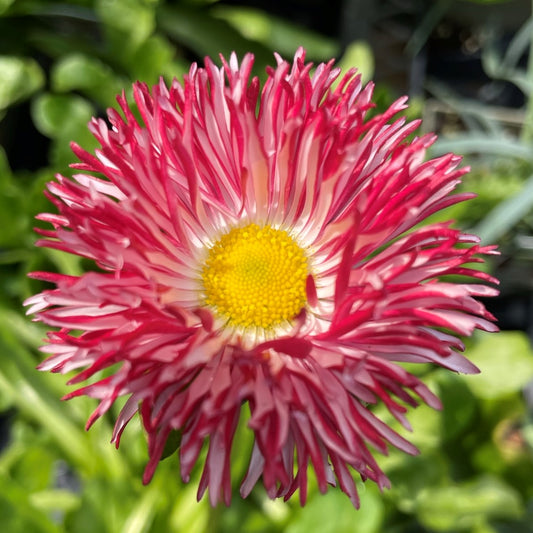 English Daisy 'Habanera'