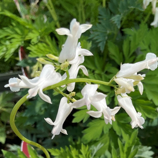 Western Bleeding Heart