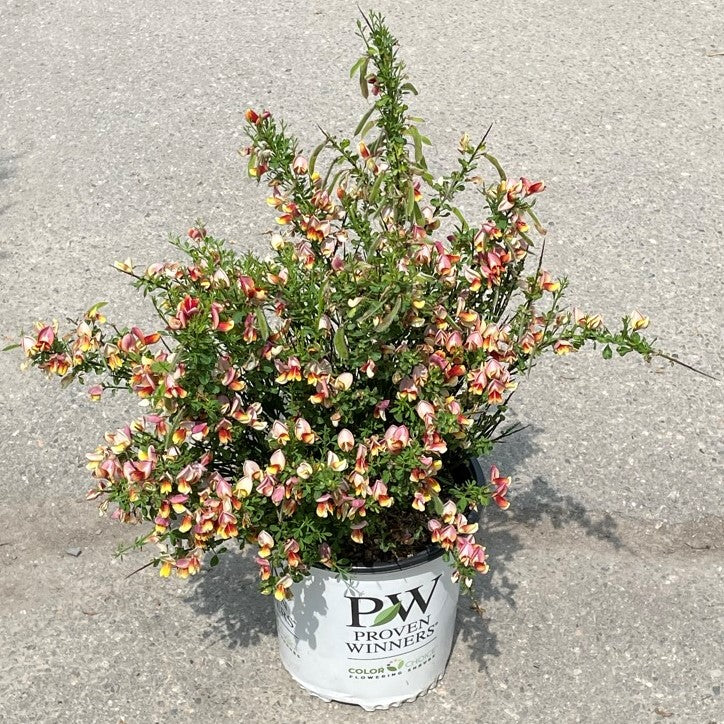 Scotch Broom 'Sister Rosie®'