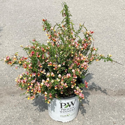 Scotch Broom 'Sister Rosie®'