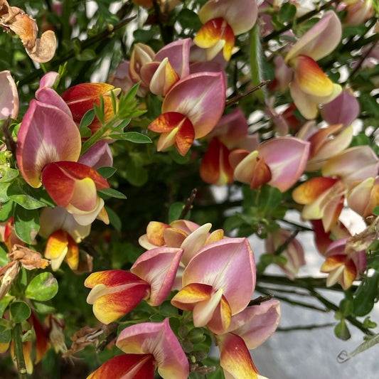 Scotch Broom 'Sister Rosie®'