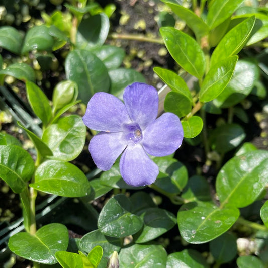 Periwinkle