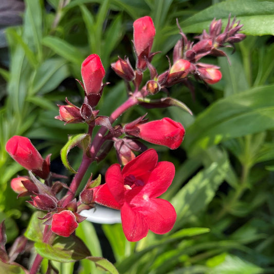 Beardtongue 'Mission Bells'