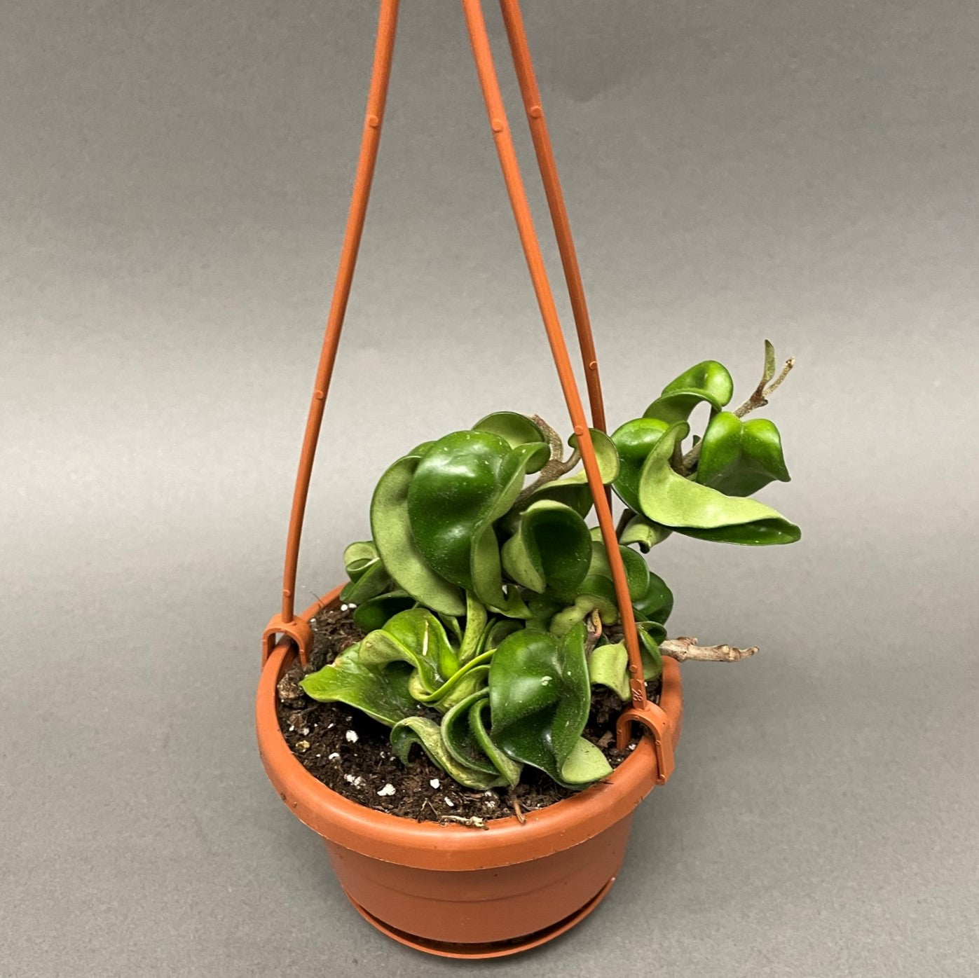 Hindu Rope Plant