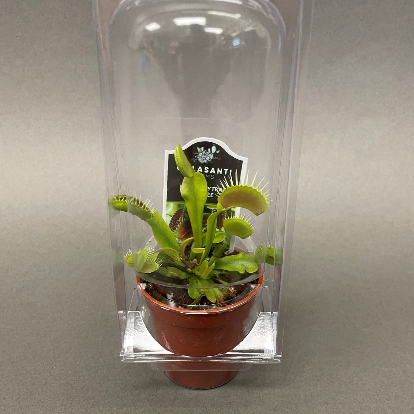 Venus Fly Trap