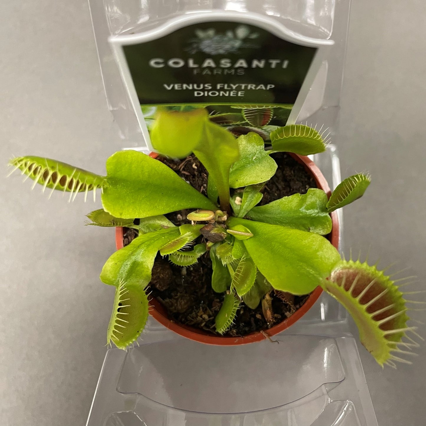 Venus Fly Trap