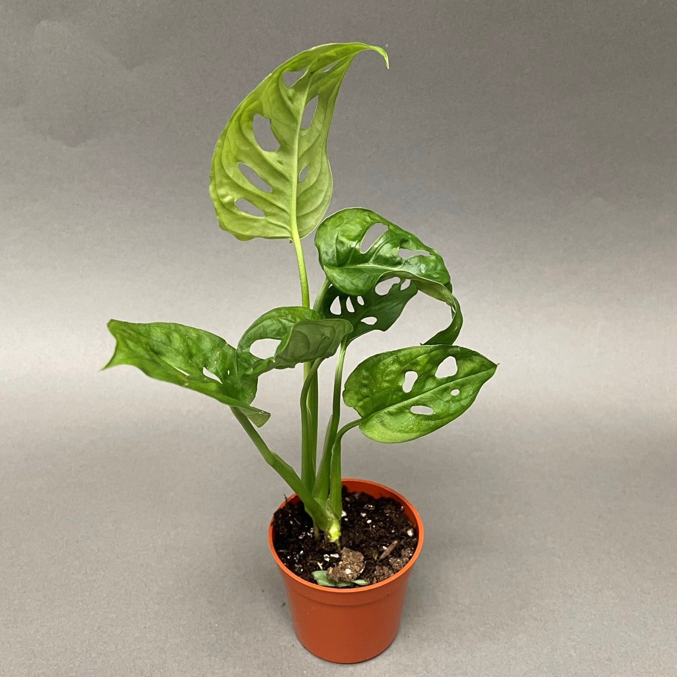 Monstera adansonii