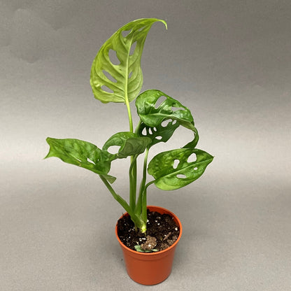 Monstera adansonii