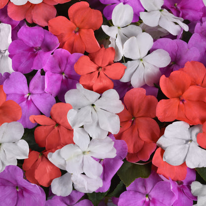 Impatiens 'Beacon'