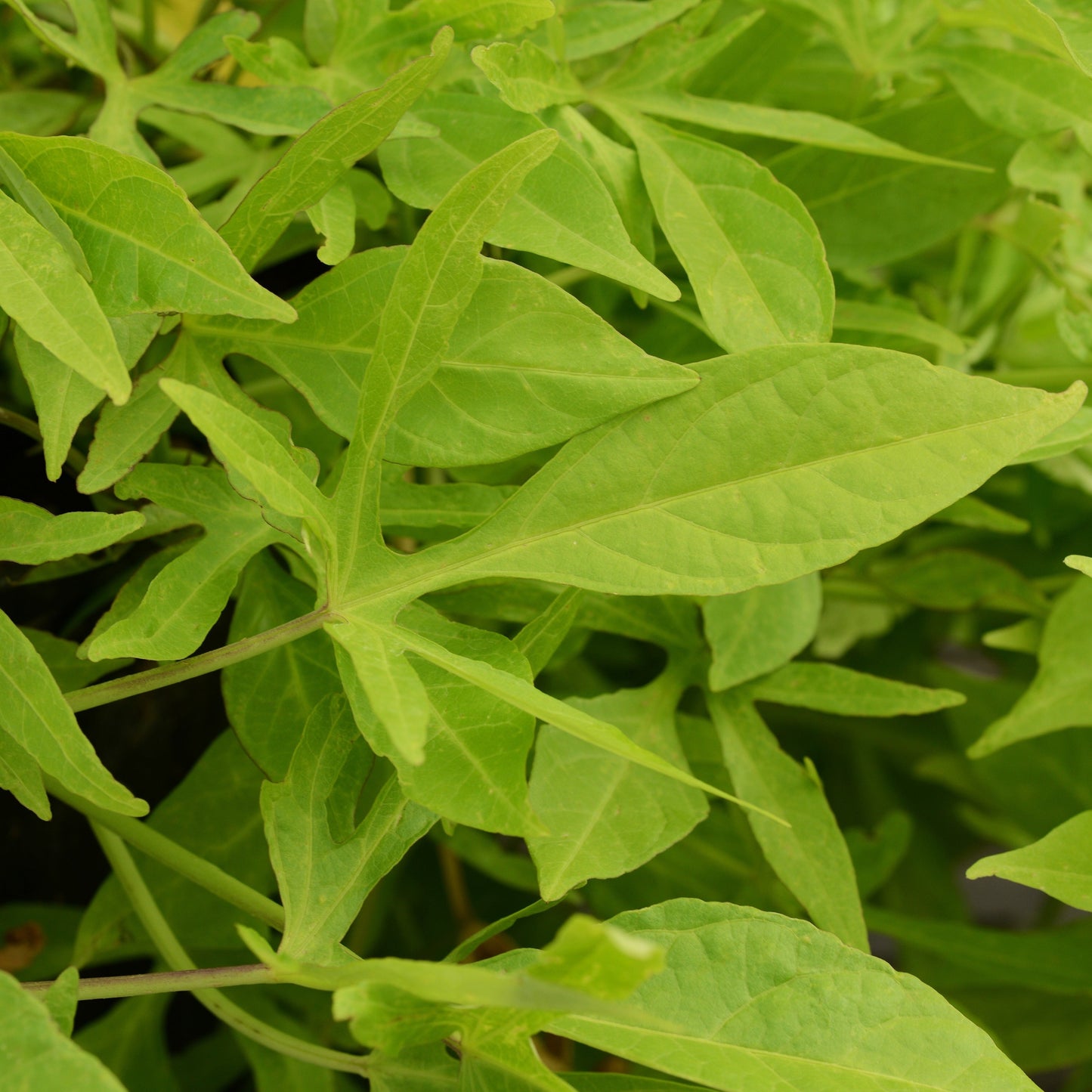 Ipomoea 'SolarPower™'