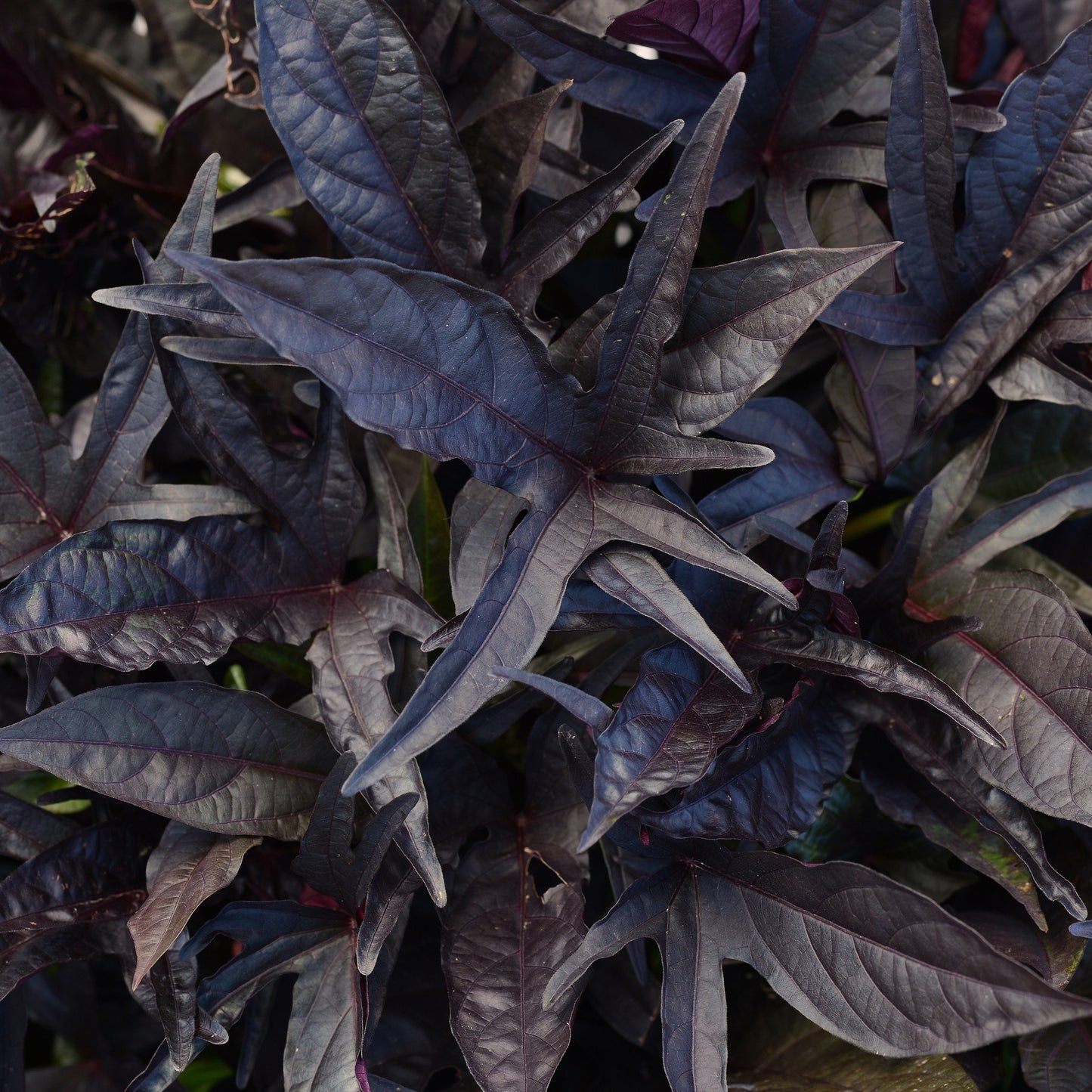 Ipomoea 'SolarPower™'