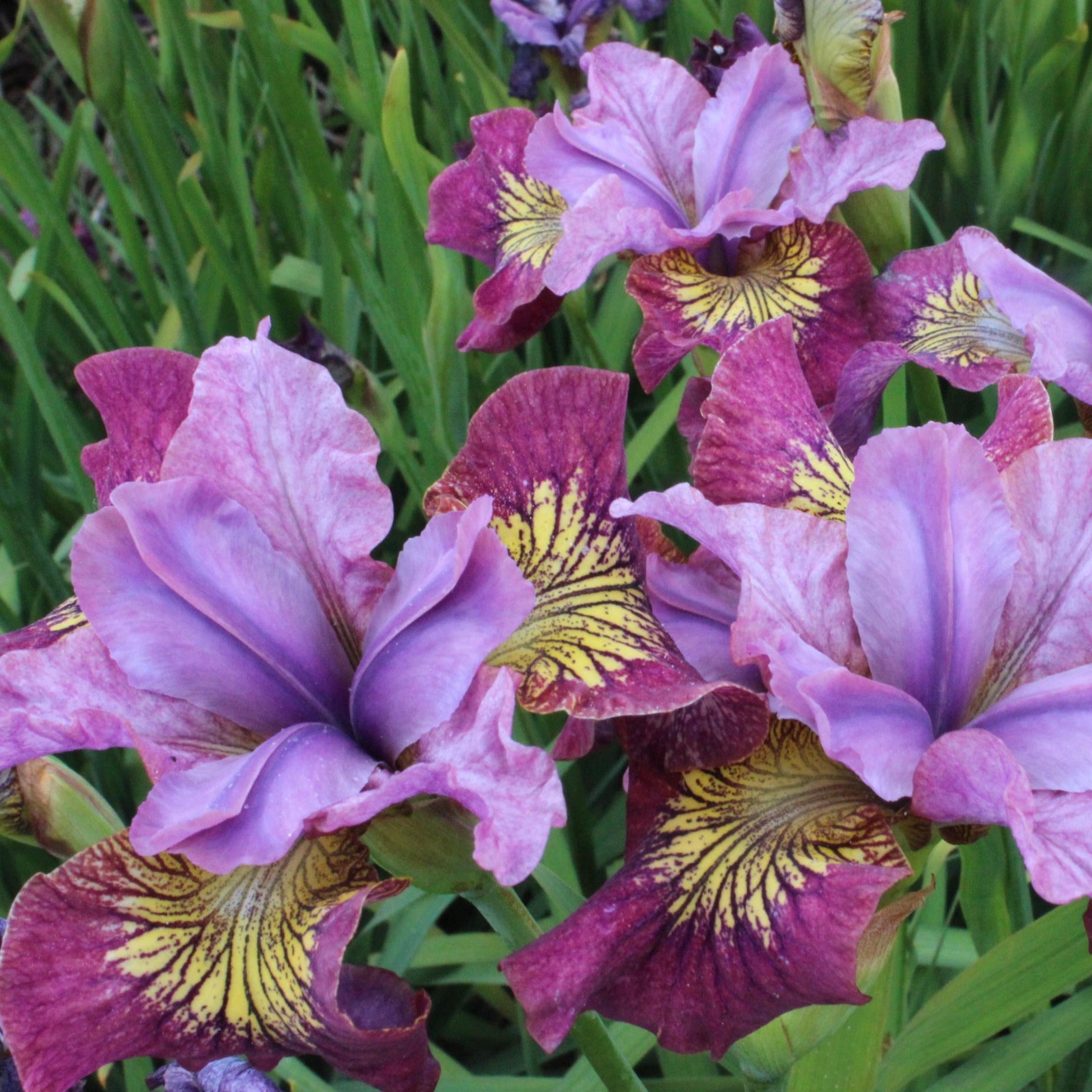 Iris 'Miss Apple' Scott's Nursery Ltd.
