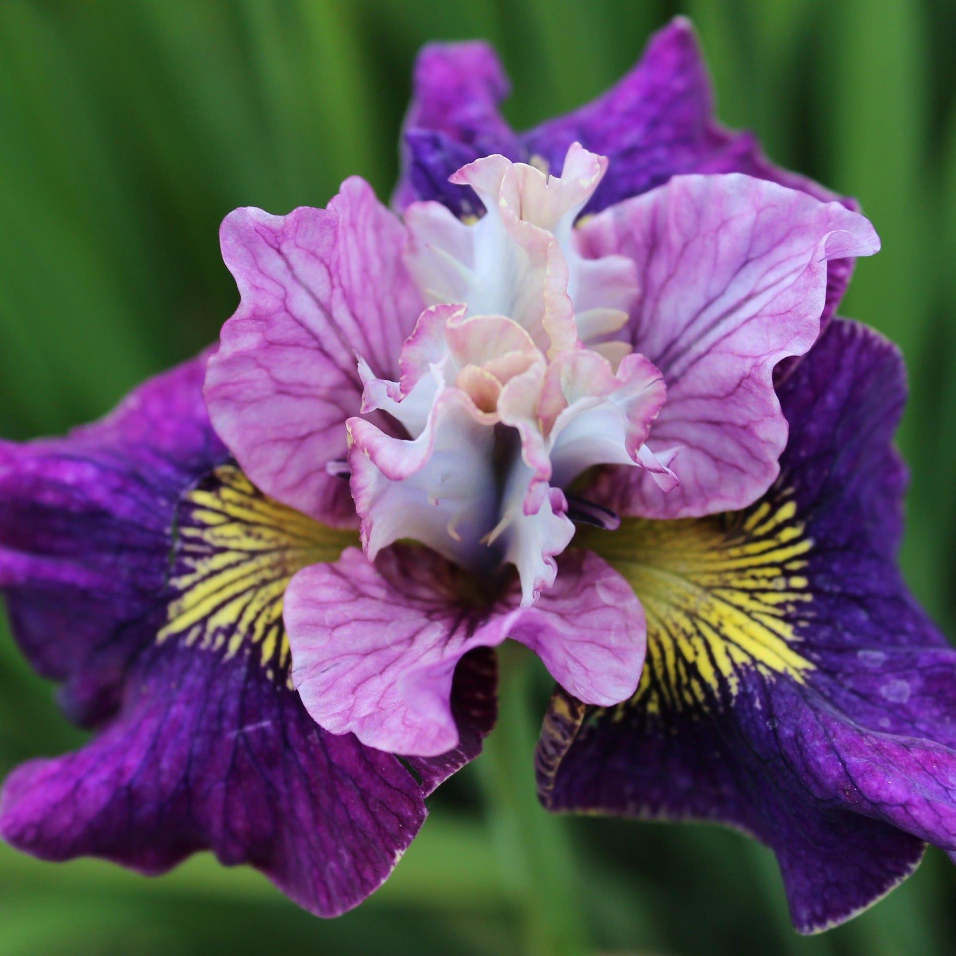 Iris 'On Mulberry Street'