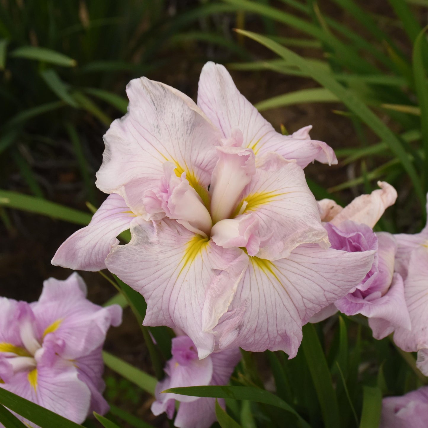 Iris 'Pinkerton'