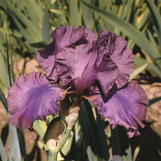 Bearded Iris 'Cantina'
