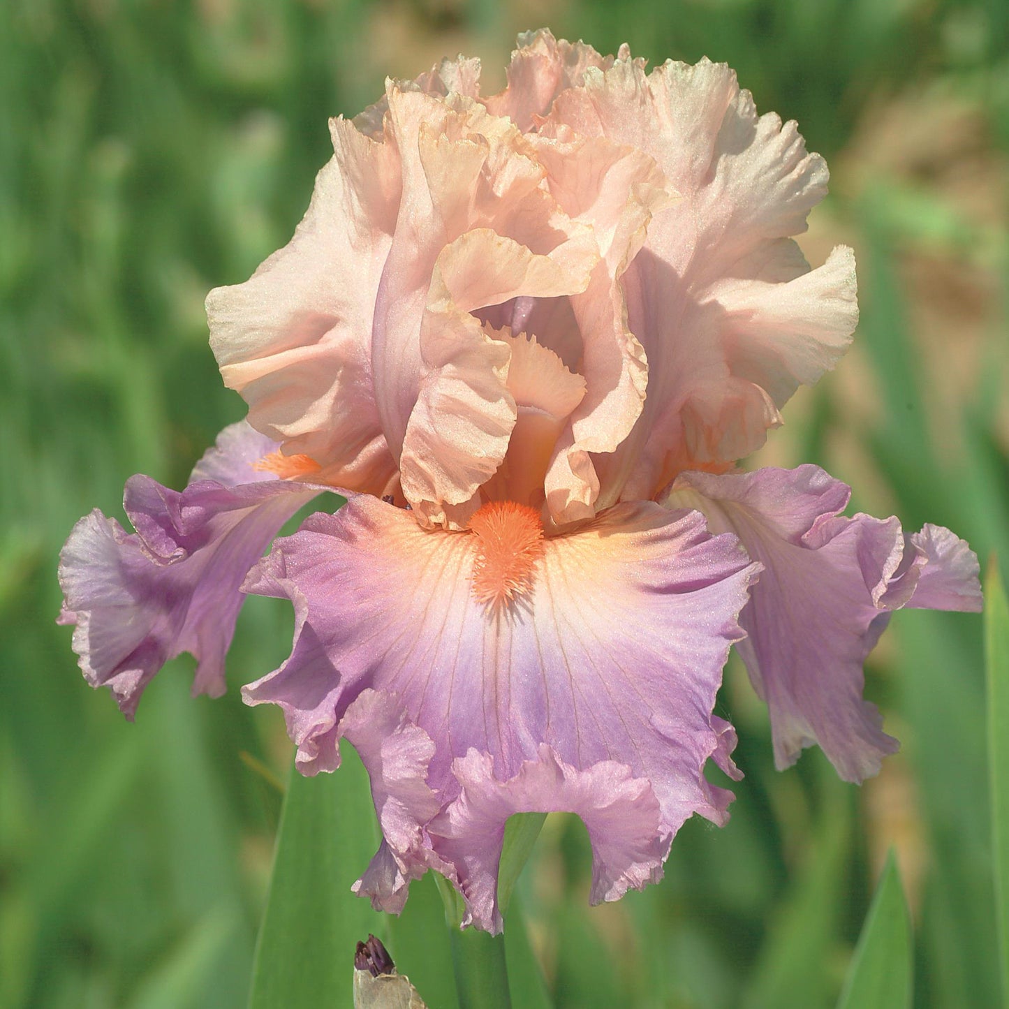Bearded Iris 'Discovered Treasure'