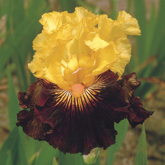 Bearded Iris 'Pirate Ahoy'