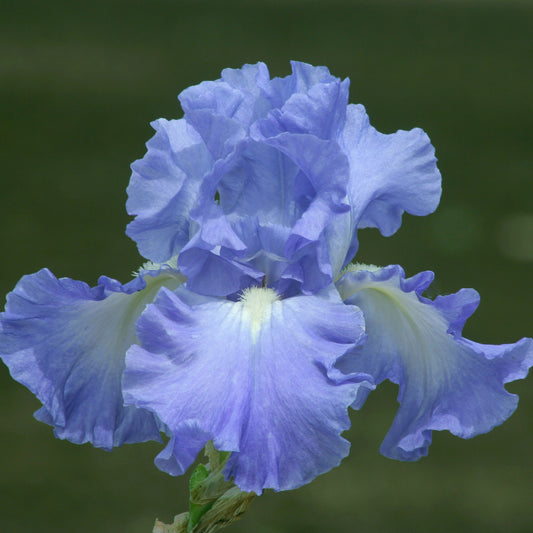 Iris 'Victoria Falls'