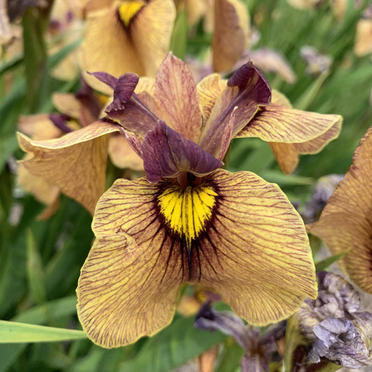 Iris 'Yarai'