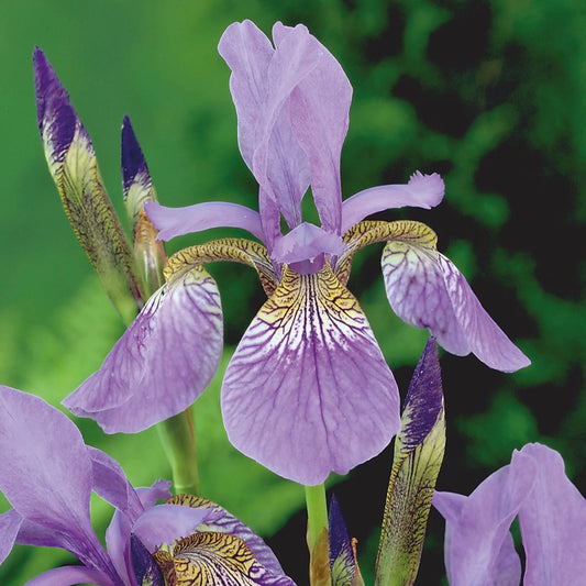 Siberian Iris 'Caesar's Brother'
