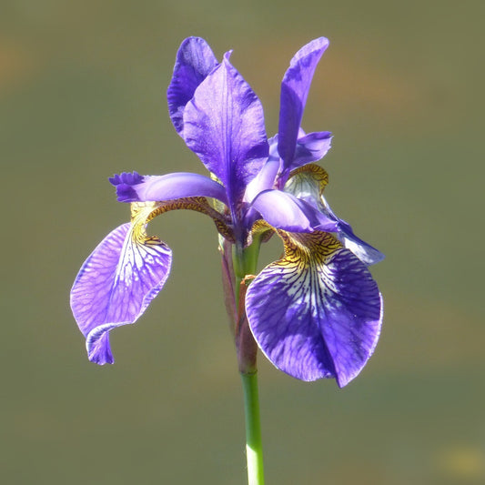 Siberian Iris 'Silver Edge'