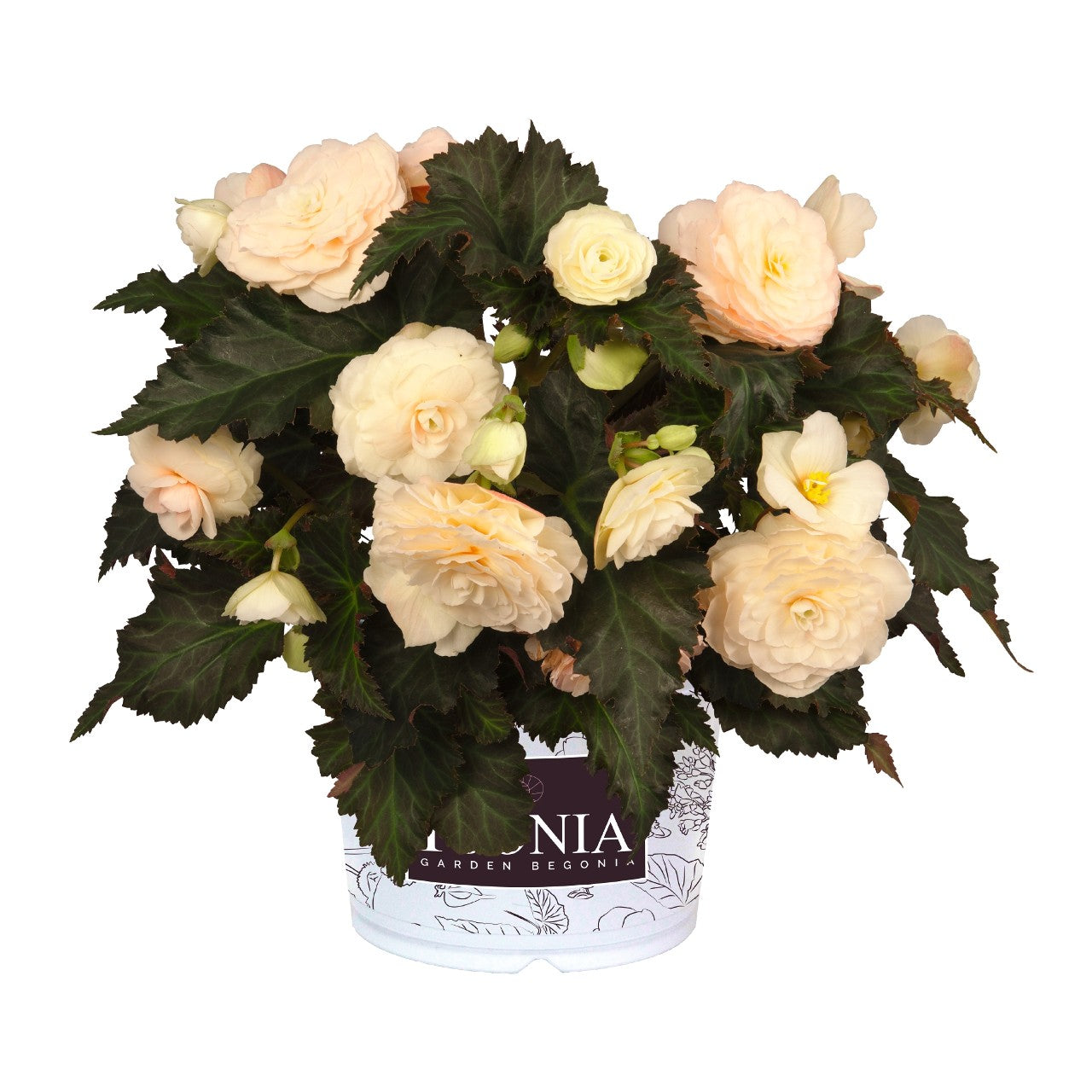 Begonia I'CONIA®