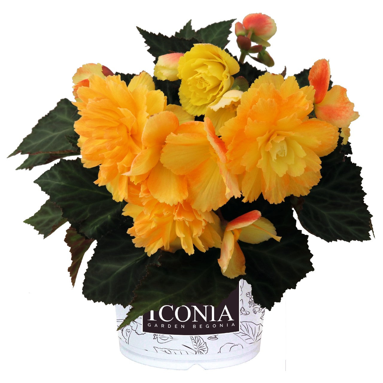 Begonia I'CONIA®