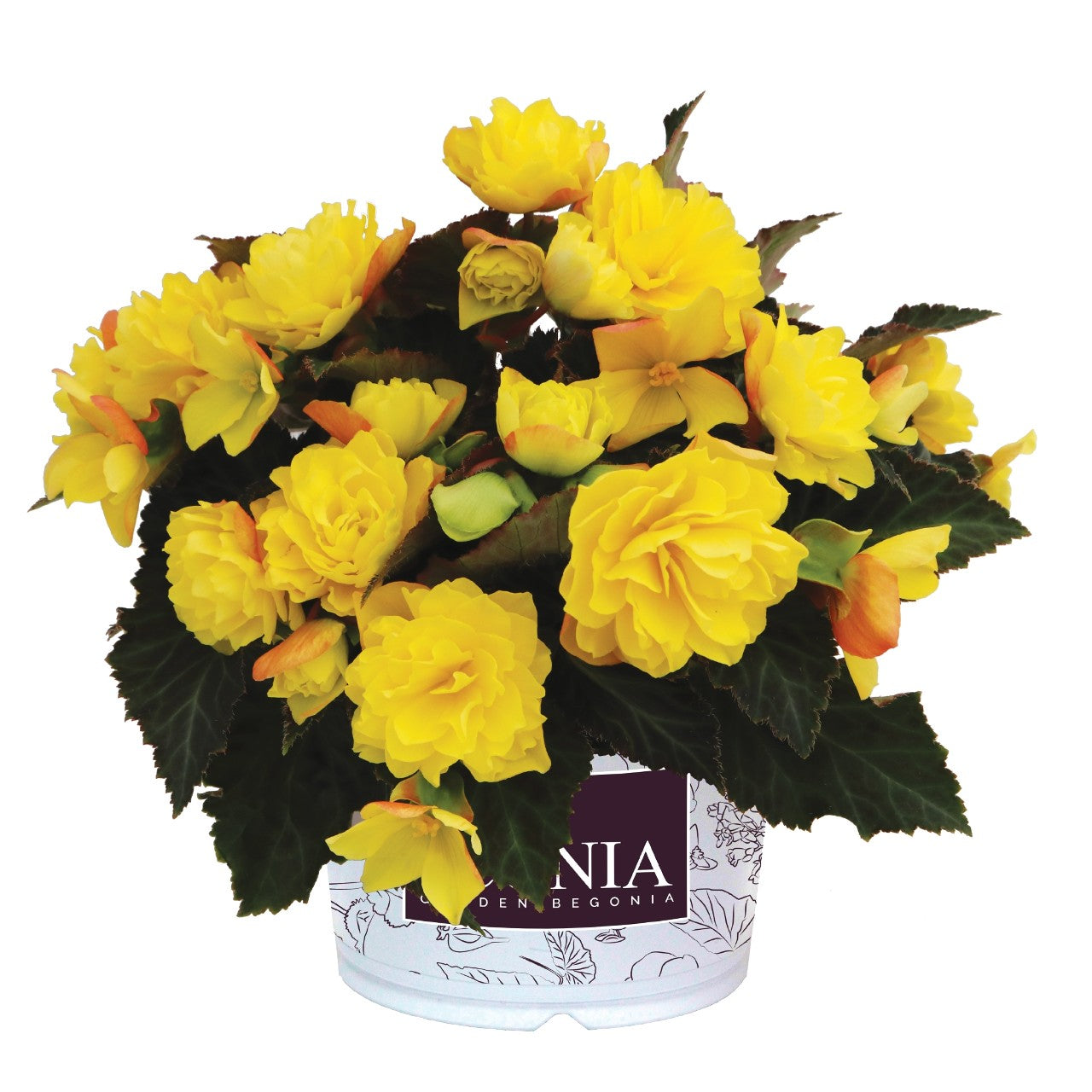 Begonia I'CONIA®