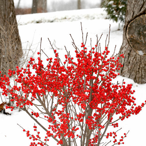 Winterberry 'Berry Poppins®'