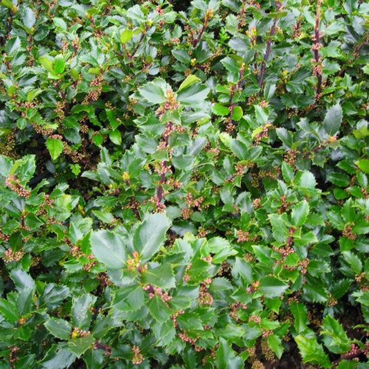 Holly 'Blue Prince/Princess Combo'