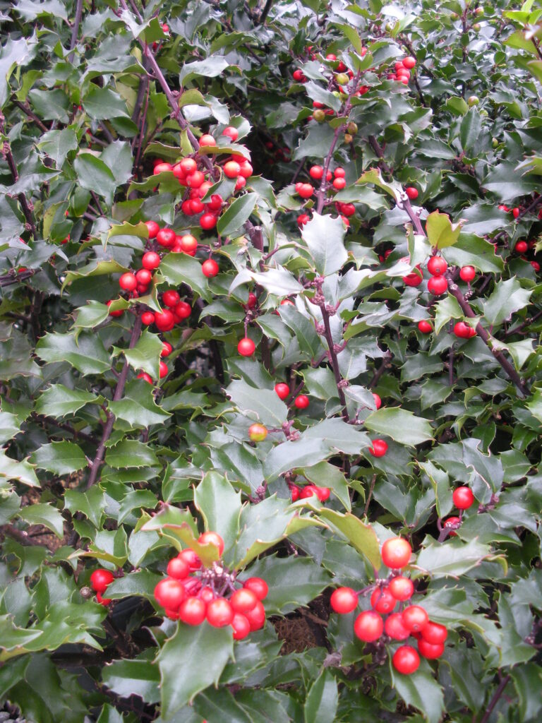 Fruit Profile