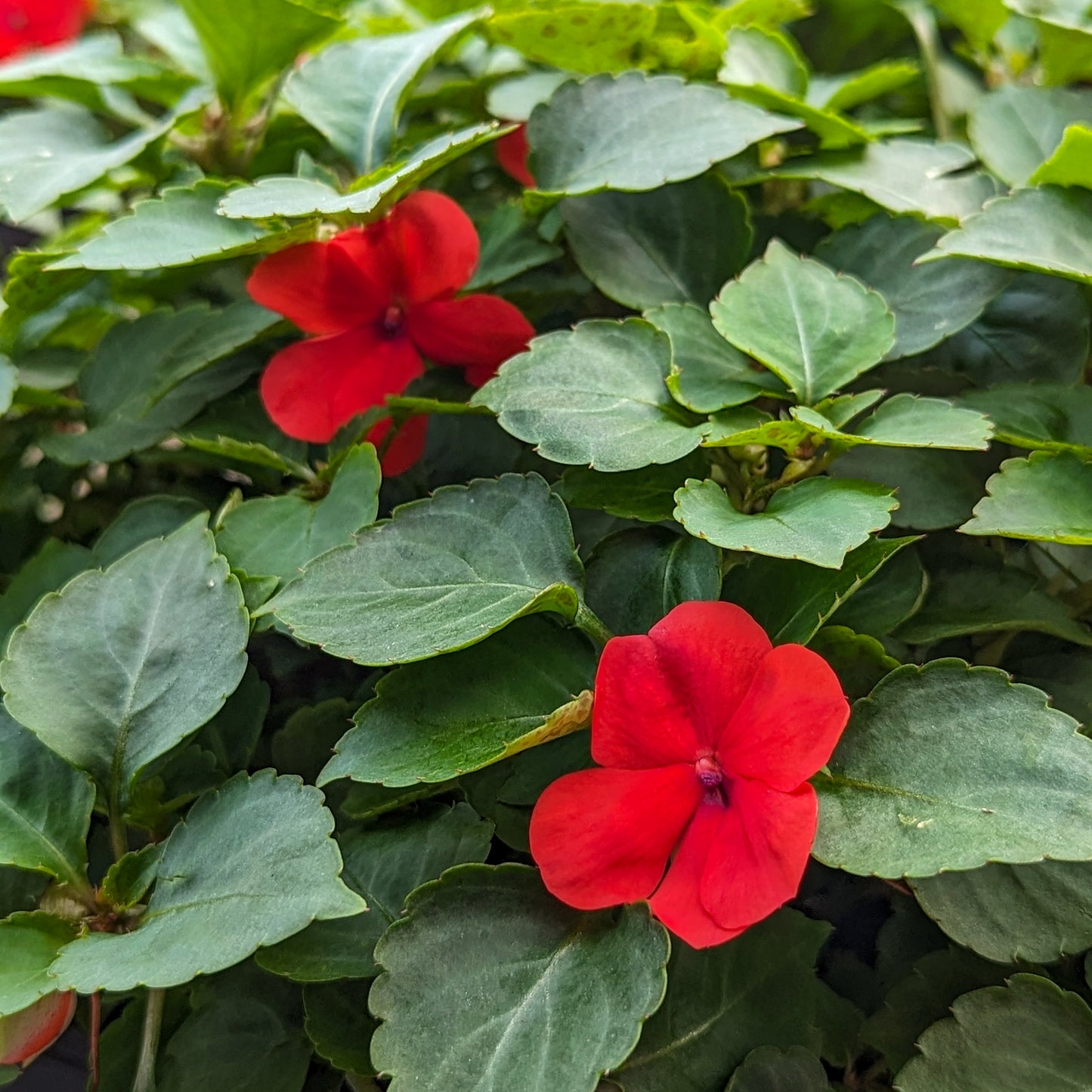 Impatiens 'Beacon'