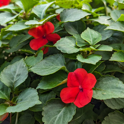 Impatiens 'Beacon'