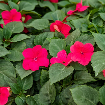 Impatiens 'Beacon'
