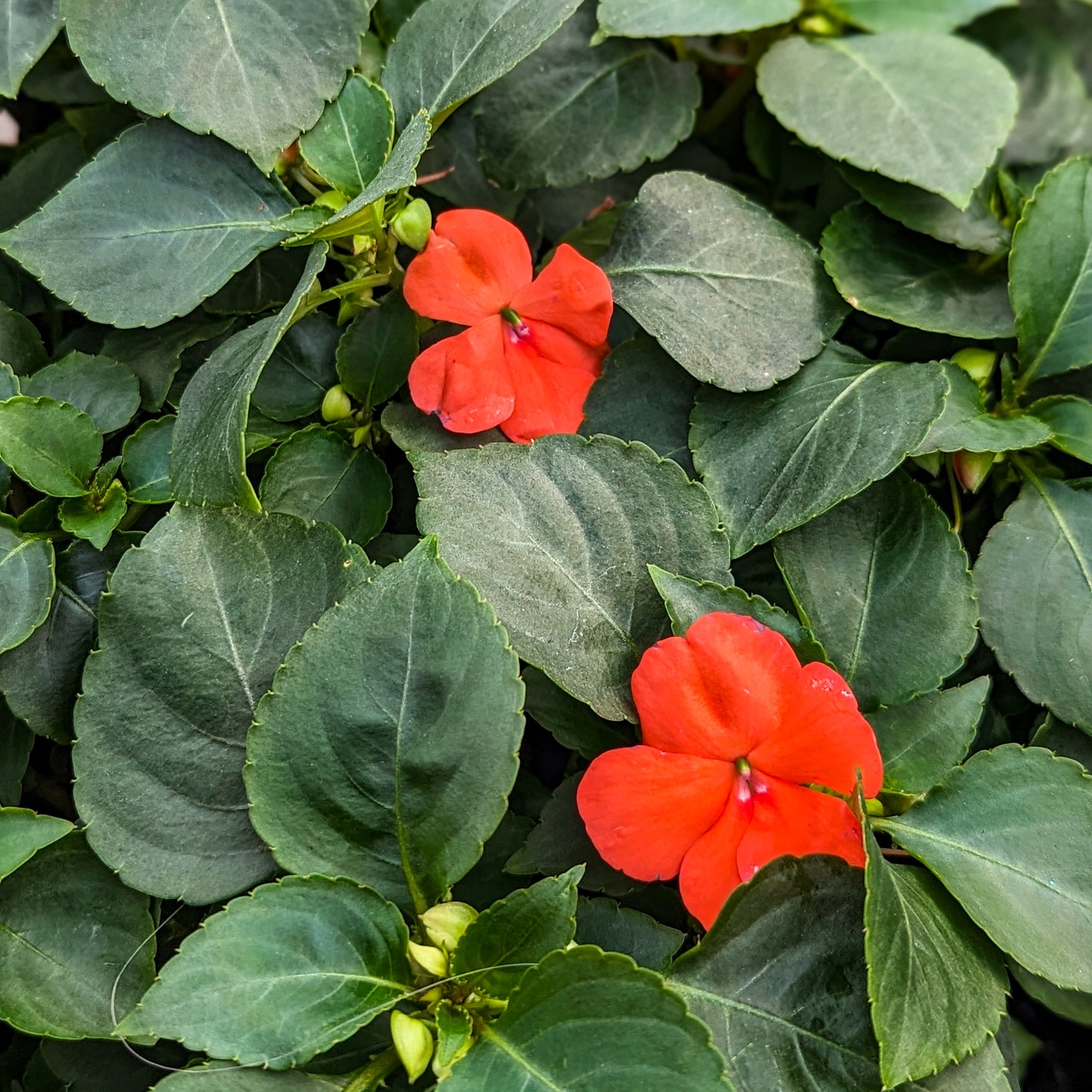 Impatiens 'Beacon'