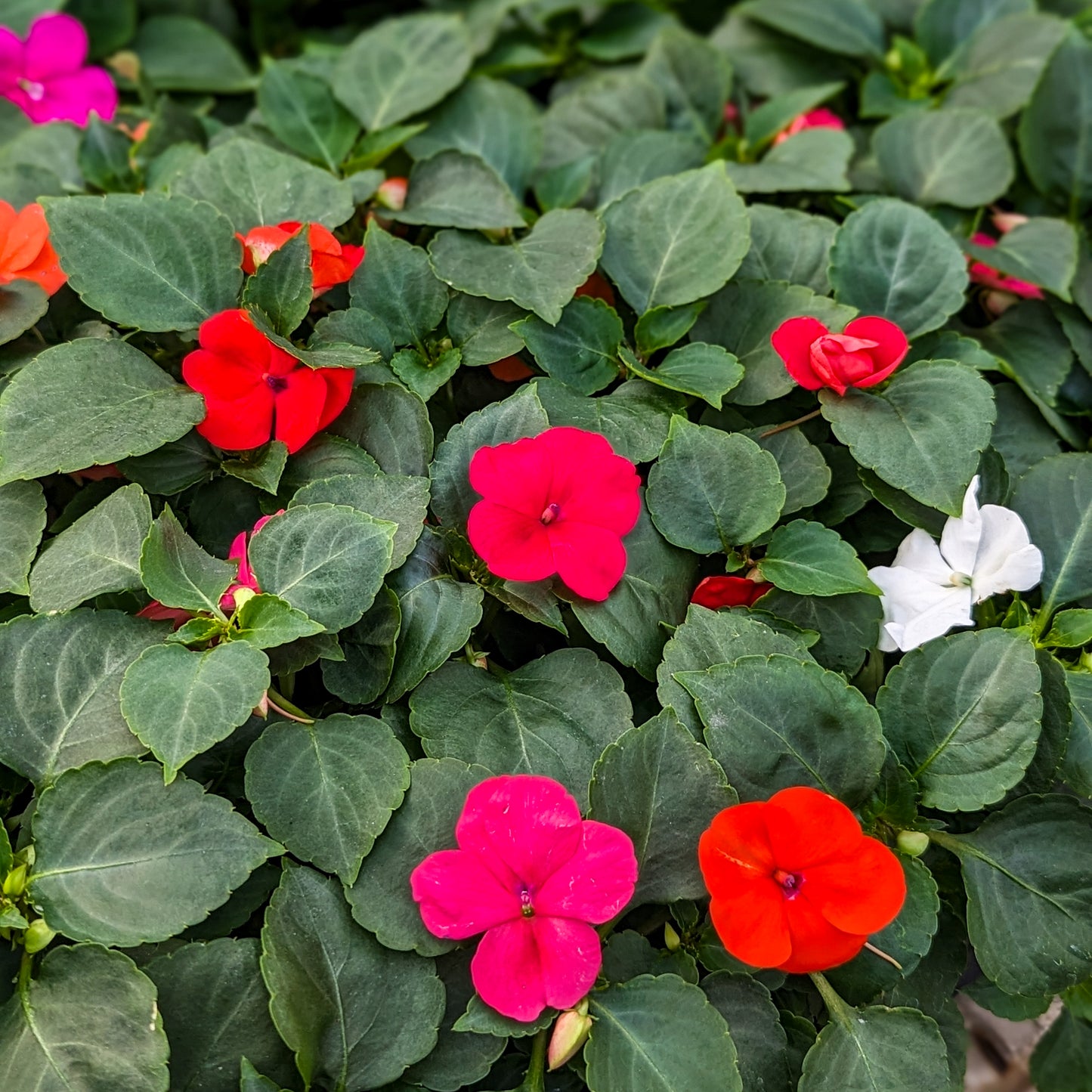 Impatiens 'Beacon'