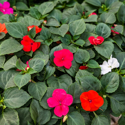Impatiens 'Beacon'