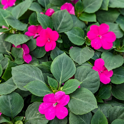 Impatiens 'Beacon'