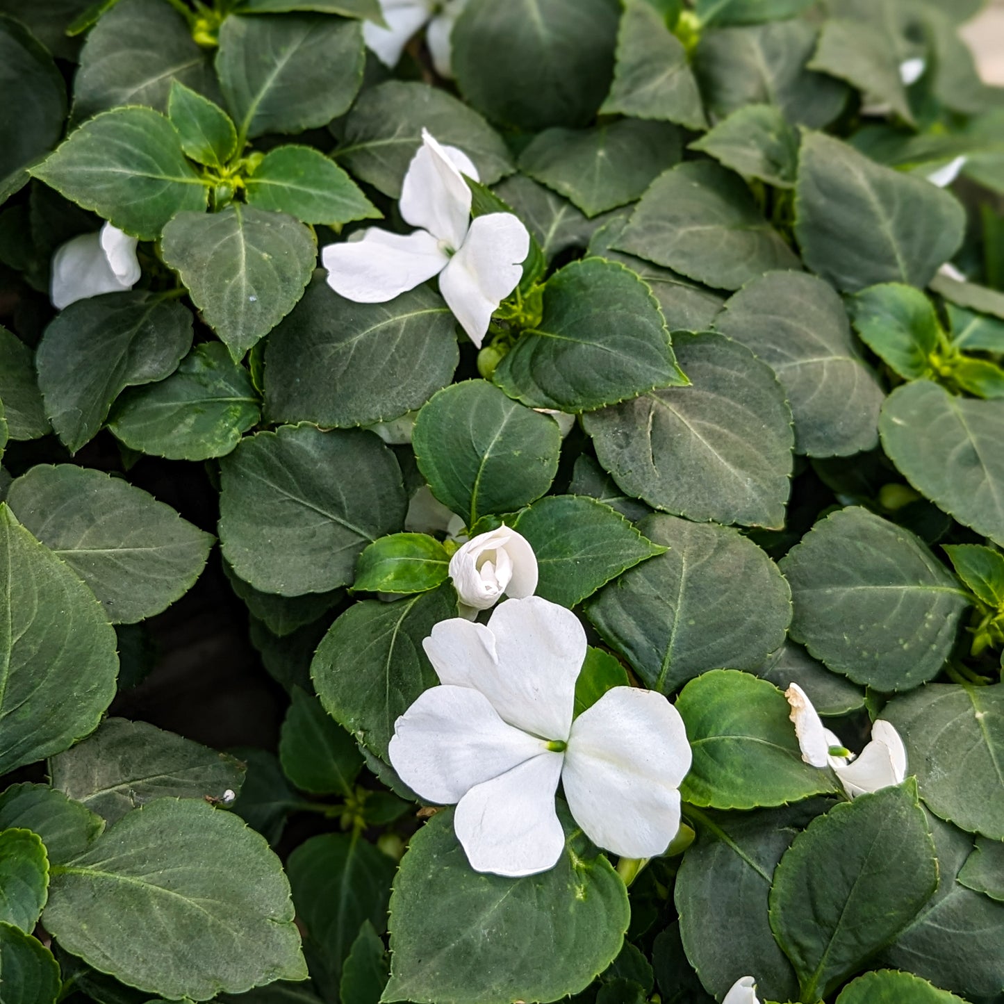 Impatiens 'Beacon'