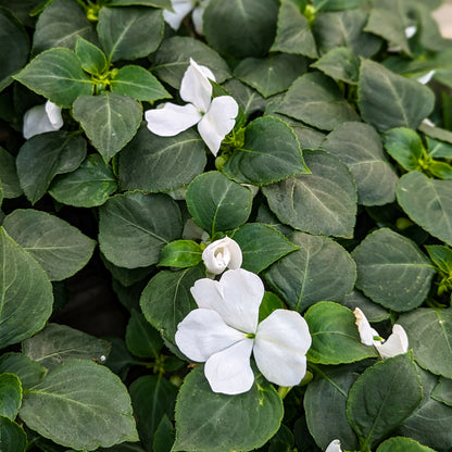 Impatiens 'Beacon'