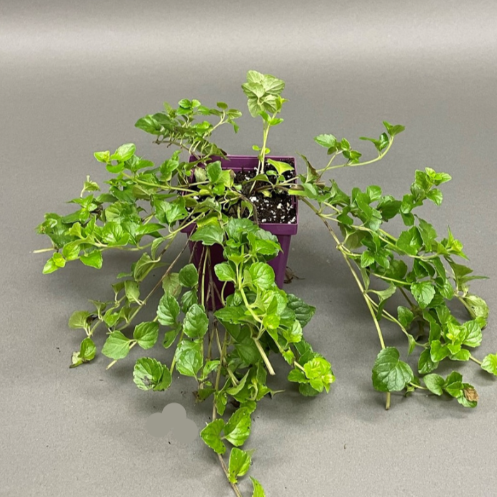 Mint 'Indian'