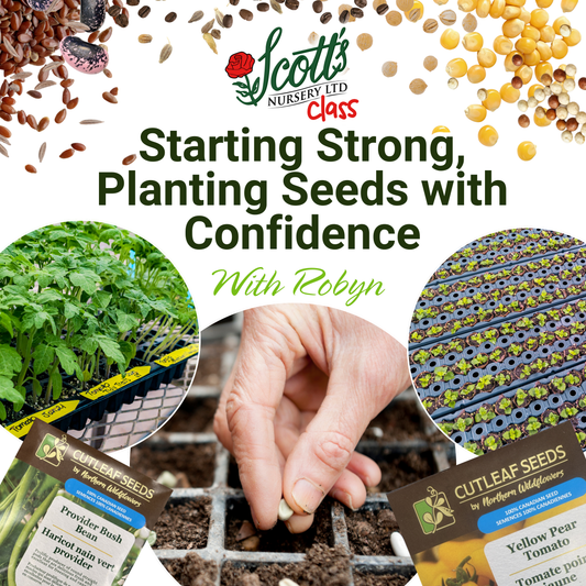 Starting Strong, Planting Seeds with Confidence