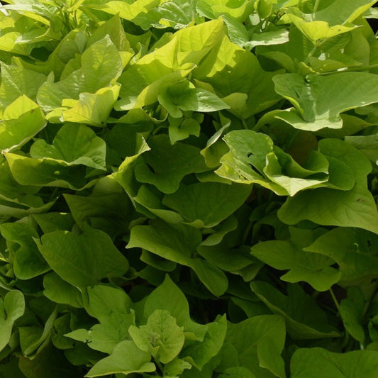 Ipomoea 'Marguerite'